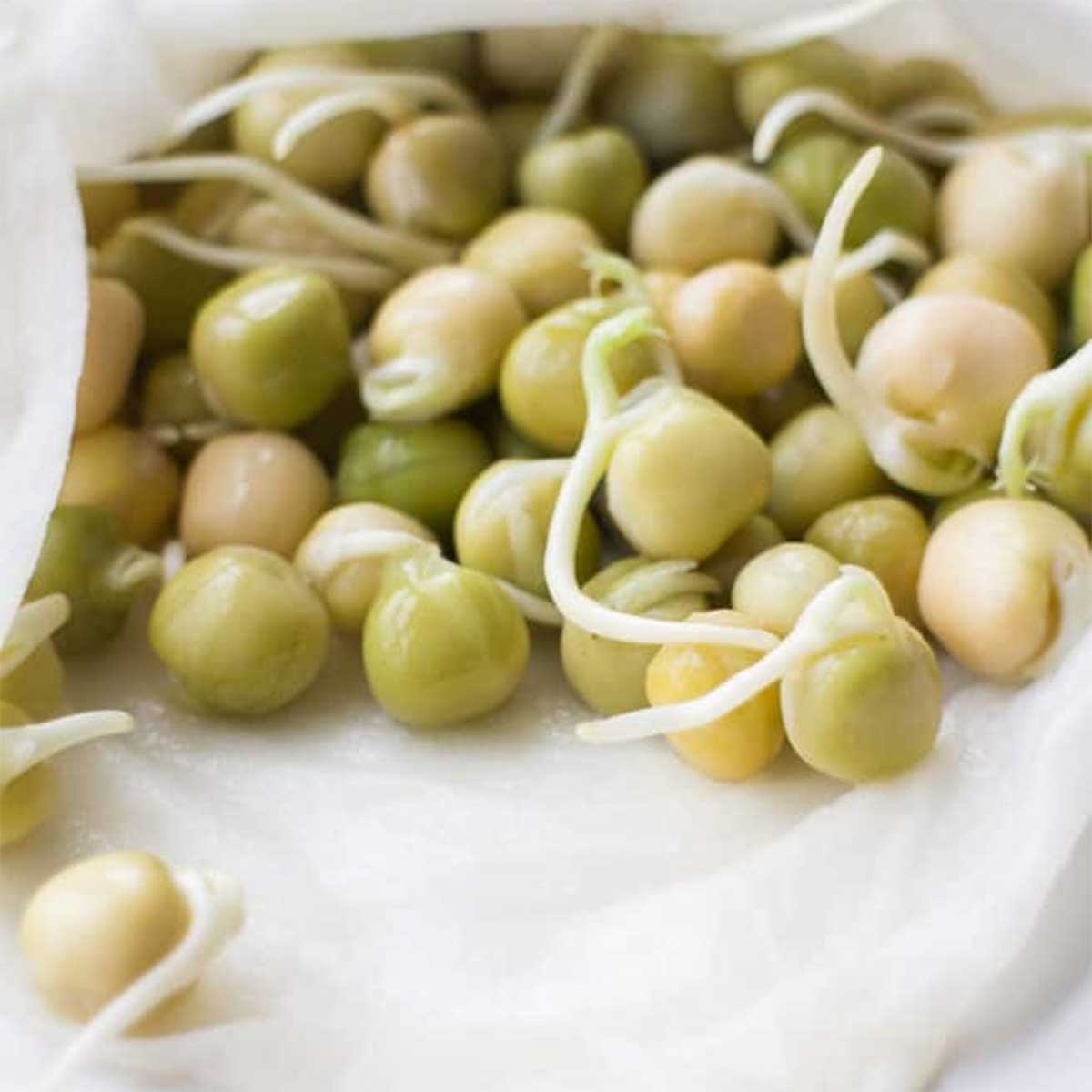 How to Presprout Peas: Guarantee Germination Success