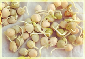 Presprouting Sweet Peas: Your Guide to Early, Healthy Growth